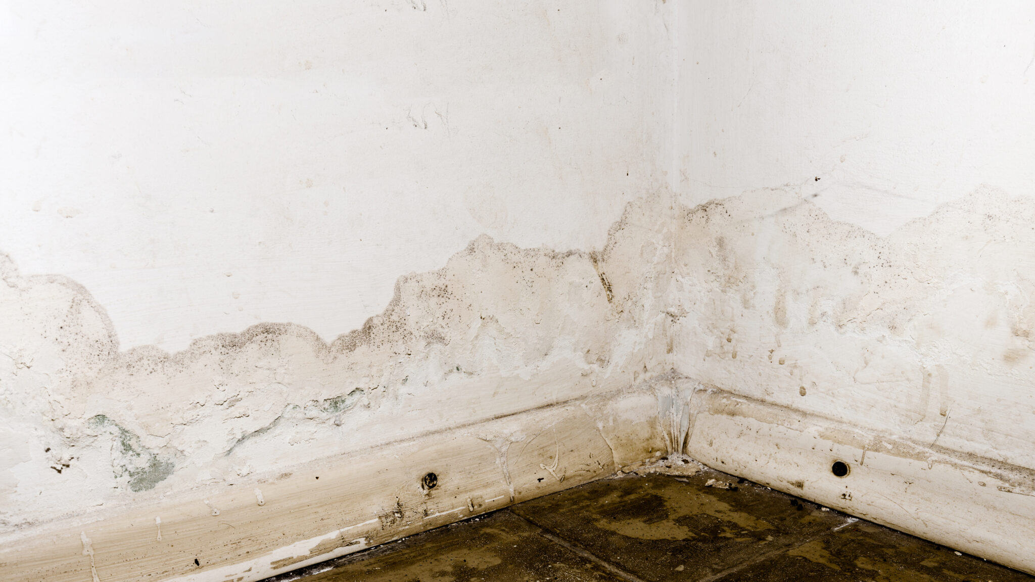 3 Simple Ways to Get Rid of the Mold Smell in Your Home - Practical ...