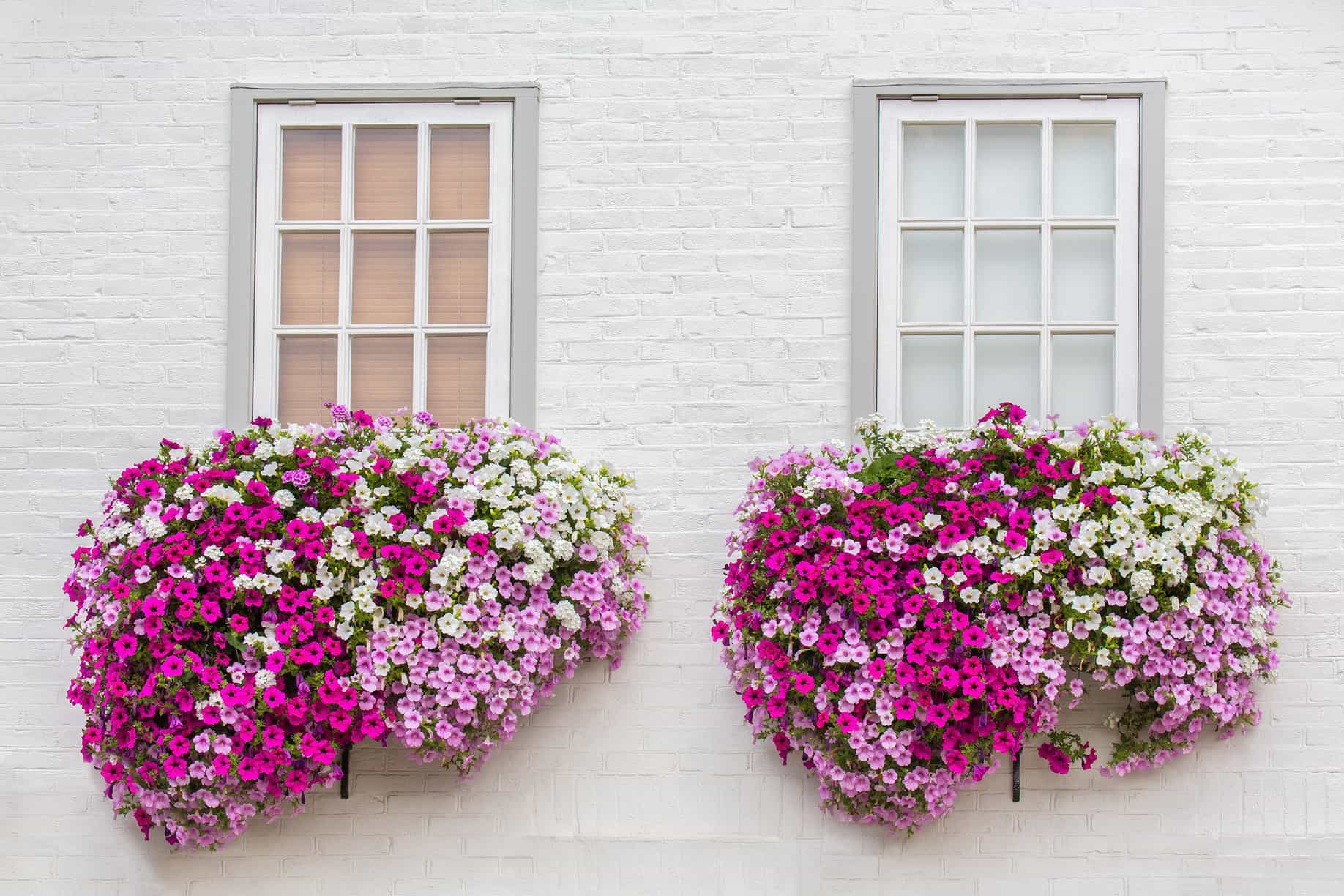 Make Your Window Box Flourish With These Tips And Tricks